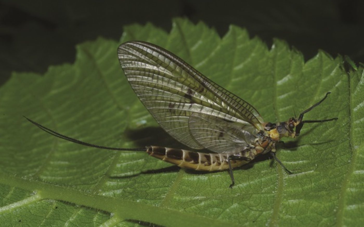 Green Drake Mayfly, Ephemera danica female